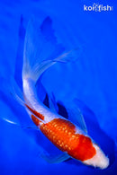 9" GINRIN KOHAKU BUTTERFLY