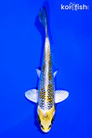 5.25" KUJAKU