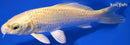 4.75" YAMABUKI OGON
