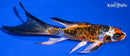 5.75" GINRIN BENI KIKOKURYU BUTTERFLY