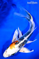 8.75" KUJAKU BUTTERFLY