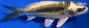 5.25" KIN KIKOKURYU