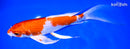 9.5" HARIWAKE BUTTERFLY