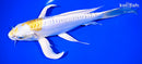 8.75" DOITSU LEMON HARIWAKE BUTTERFLY