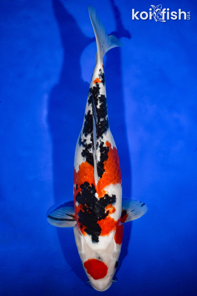 13.5" MARUTEN SANKE