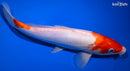 9.75" DOITSU KOHAKU