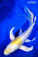 8.75" DOITSU LEMON HARIWAKE BUTTERFLY