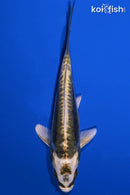 5.25" KIN KIKOKURYU