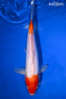 9.75" DOITSU KOHAKU