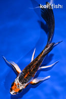 5.75" GINRIN BENI KIKOKURYU BUTTERFLY