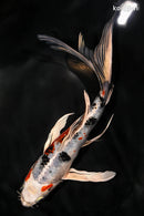 8.25" YAMATO NISHIKI BUTTERFLY