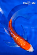 5.5" GINRIN HARIWAKE BUTTERFLY