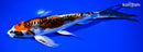 9" BENI KIKOKURYU BUTTERFLY