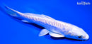 5.5" DOITSU PLATINUM OGON