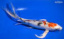 9.75" YAMATO NISHIKI BUTTERFLY