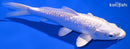 6.25" GINRIN PLATINUM OGON