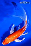 7.5" HARIWAKE BUTTERFLY