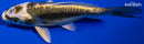 5.25" KIN KIKOKURYU