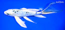 9.5" DOITSU GIN MATSUBA BUTTERFLY