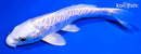 5.5" DOITSU PLATINUM OGON