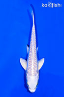 5.5" DOITSU PLATINUM OGON