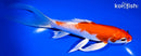 7.5" HARIWAKE BUTTERFLY