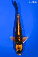 6.75" DOITSU KABUTO