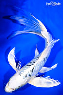 9.5" DOITSU GIN MATSUBA BUTTERFLY