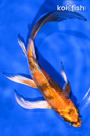7.25" KIN SHOWA BUTTERFLY