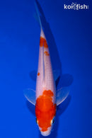 5.5" HARIWAKE
