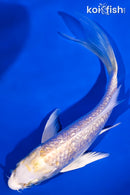 5.5" GINRIN LEMON HARIWAKE BUTTERFLY