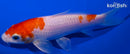 5.5" HARIWAKE
