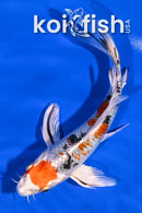 6.75" YAMATO NISHIKI BUTTERFLY