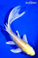 7.75" GINRIN LEMON BUTTERFLY