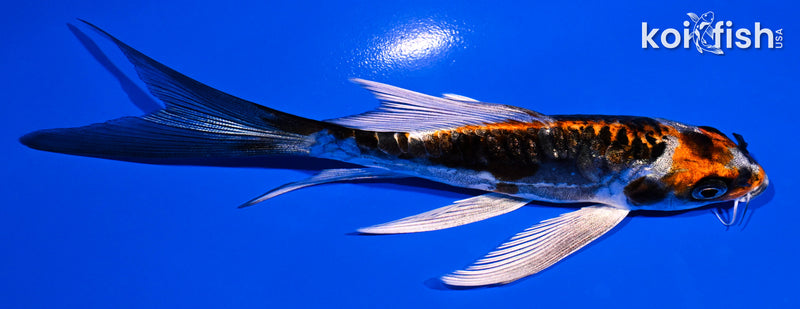 5" BENI KIKOKURYU BUTTERFLY