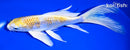 7.75" GINRIN LEMON BUTTERFLY