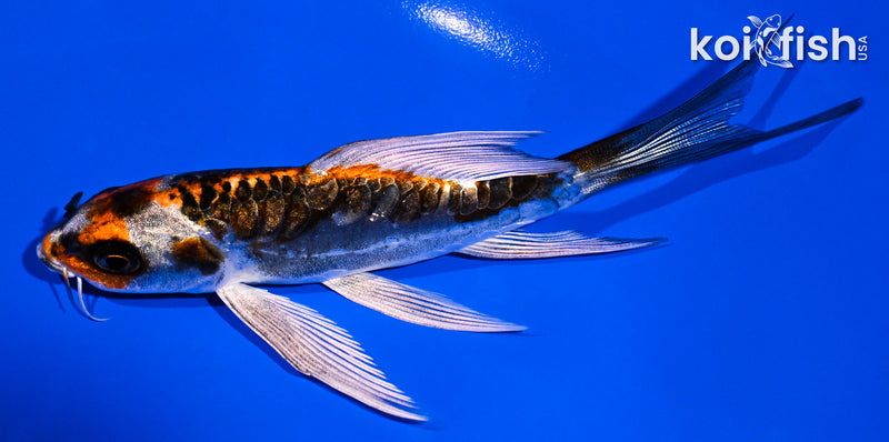 5" BENI KIKOKURYU BUTTERFLY