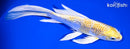 7.75" GINRIN LEMON BUTTERFLY