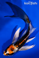 5" BENI KIKOKURYU BUTTERFLY