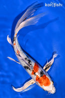 9.75" YAMATO NISHIKI BUTTERFLY
