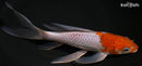 8.25" OCHIBA SHIGURE BUTTERFLY