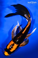 8.5" ORENJI MATSUBA BUTTERFLY