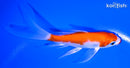 5" KUCHIBENI KOHAKU BUTTERFLY