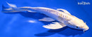 7" DOISTU HARIWAKE BUTTERFLY