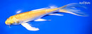 9" YAMABUKI OGON BUTTERFLY