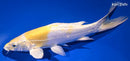 9.25" DOITSU LEMON HARIWAKE