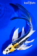 8" ARAGOKE BENI KIKOKURYU BUTTERFLY