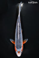 6.75" ASAGI