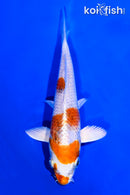 5.75" HARIWAKE