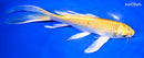 9" YAMABUKI OGON BUTTERFLY